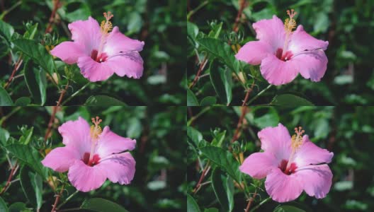 粉红色的芙蓉花在花园里高清在线视频素材下载