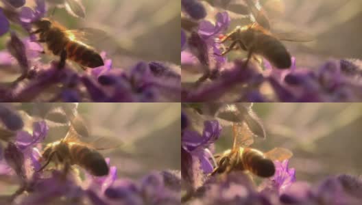 蜜蜂和花高清在线视频素材下载