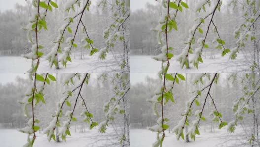 一场突如其来的春雪覆盖了所有的树木，雪覆盖了弗吉尼亚李的花朵和嫩叶高清在线视频素材下载
