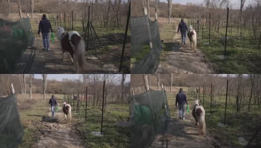 志愿者把小马领到牧场高清在线视频素材下载