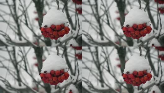 一束红色的rowanberry在冬季森林的宏观和雪花飘落的慢镜头高清在线视频素材下载