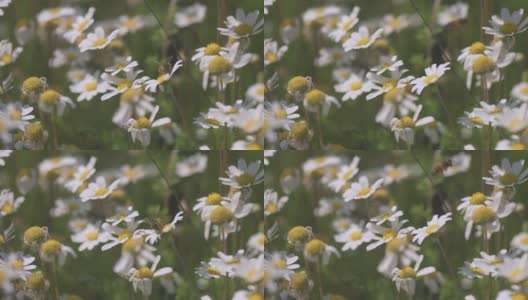 近距离的蜜蜂收集花粉上的雏菊花4k高清在线视频素材下载