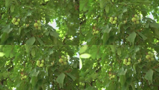 绿色的栗子挂在树叶间的树枝上高清在线视频素材下载