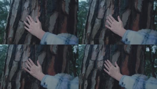 女人的手抚摸着巨大松树的树皮高清在线视频素材下载