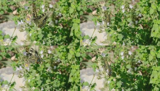 凤蝶飞在花头上，昆虫动物野生动物慢动作高清在线视频素材下载