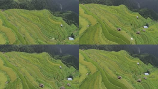 无人机飞过中国美丽的梯田高清在线视频素材下载