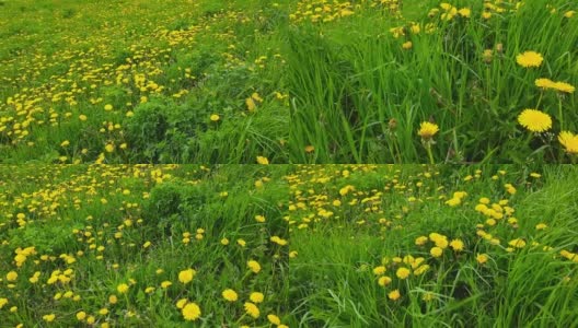 长满开花的蒲公英和各种草的草地高清在线视频素材下载