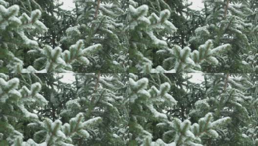 冬天森林里被雪覆盖的冷杉树枝高清在线视频素材下载