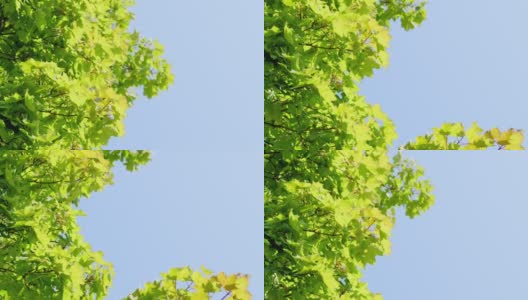 绿色的大枫叶在微风中摇曳。枫叶，蓝天，动叶。实时高清在线视频素材下载