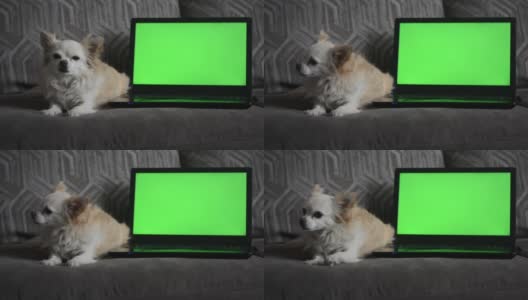 一只小吉娃娃狗，躺在客厅沙发上的一台带绿色屏幕的笔记本电脑前。高清在线视频素材下载
