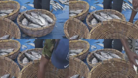 商业金枪鱼捕鱼业的渔民在捕鱼码头的船上捕获的鱼高清在线视频素材下载