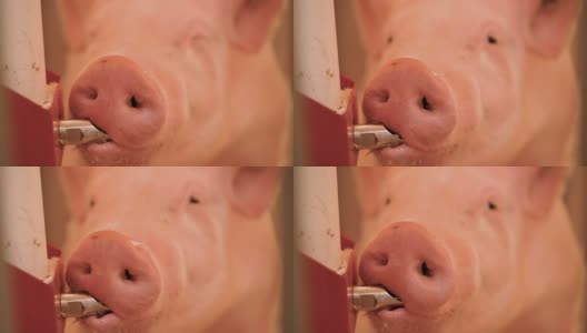 猪从水管喝水的特写镜头。在缓慢的运动。高清在线视频素材下载
