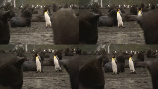 南极捕鲸湾的海豹高清在线视频素材下载