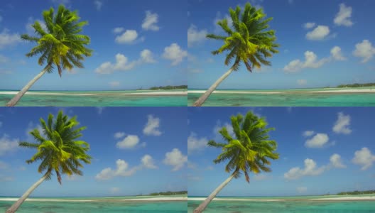 法属波利尼西亚热带沙滩上的棕榈树高清在线视频素材下载