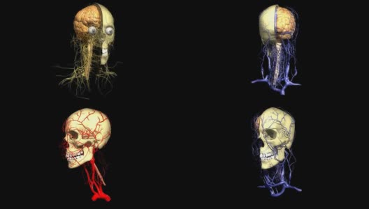 人头医学背景高清在线视频素材下载