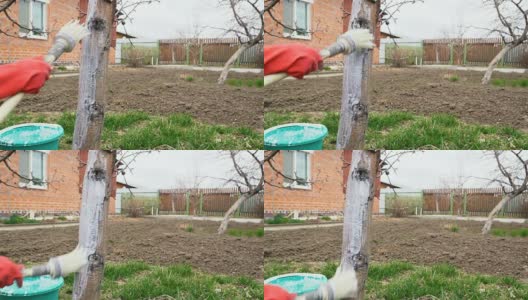 园丁在后院里用石灰(材料)粉刷树干。高清在线视频素材下载