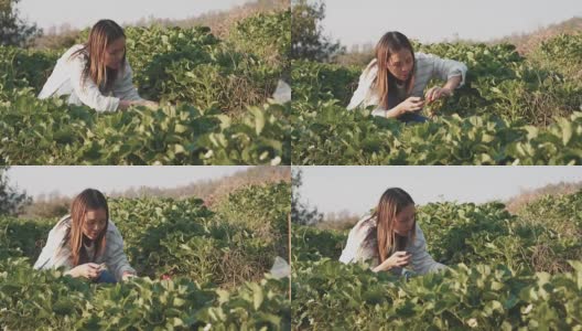 农场里的草莓高清在线视频素材下载