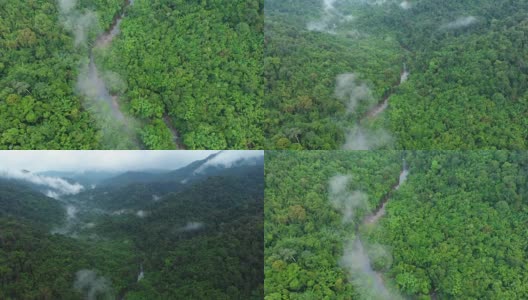 4k鸟瞰图和倾斜的云雾热带雨林在考索国家公园。高清在线视频素材下载