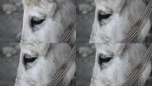 驴子，驴子的眼睛，驴子近景，微距高清在线视频素材下载