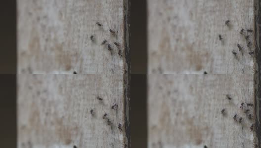 成群小蚊子成群昆虫飞飞高清在线视频素材下载