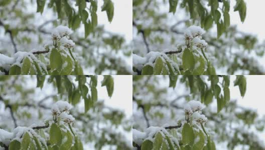 4月份下雪。白雪覆盖了开花的果树高清在线视频素材下载