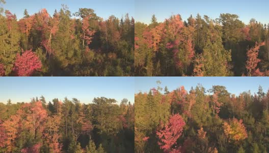 航拍:无人驾驶飞机在茂密的秋叶林中飞行高清在线视频素材下载