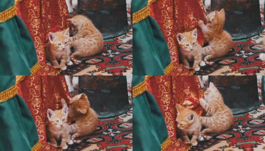 在阿塞拜疆的巴库，无家可归的红色小猫在街上互相玩耍高清在线视频素材下载