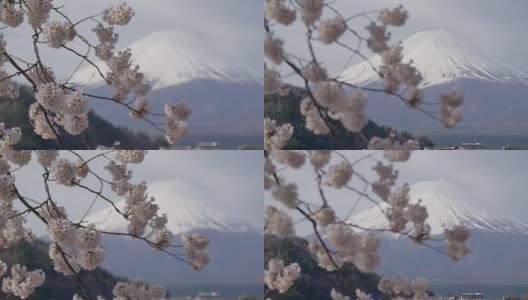 富士山和川口湖的樱花，跟随焦点。高清在线视频素材下载