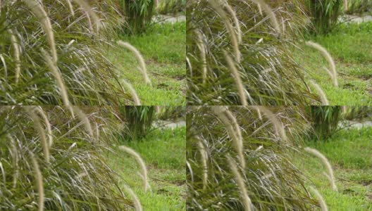 花白色和棕色的草或狼尾草在风雨中摇摆。高清在线视频素材下载