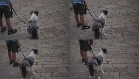 一只黑白相间的狗欢快的特写高清在线视频素材下载