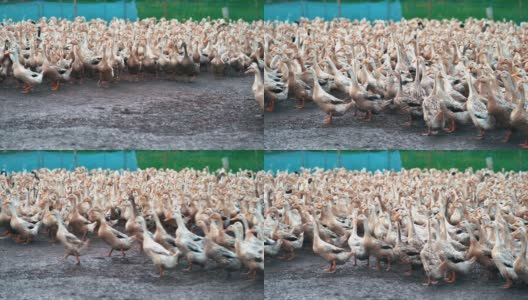 巨大的鸭群行走和移动拍打在农场的4k镜头场景，行为和家畜概念高清在线视频素材下载