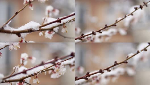 春雪含苞待放的日本杏树——梅李高清在线视频素材下载