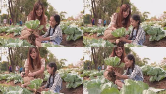 倾斜的亚洲家庭与一个孩子从有机花园收获蔬菜。母亲和女儿穿着休闲的衣服从土壤中采摘新鲜的蔬菜，用剪刀装饰树叶在夏天的早晨。可持续生活方式的概念。高清在线视频素材下载