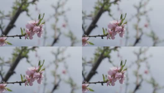 桃花树在春天的4K视频高清在线视频素材下载