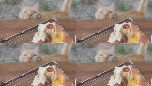猫看了看桌上的食物。佛卡夏。意大利面包。面包和西红柿。宠物高清在线视频素材下载