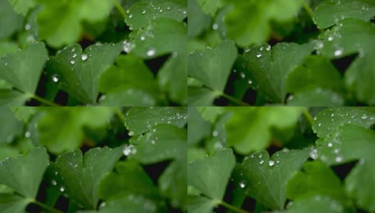 草地上的雨滴靠近了。雨滴落在三叶草上。雨滴滴落三叶特写高清在线视频素材下载