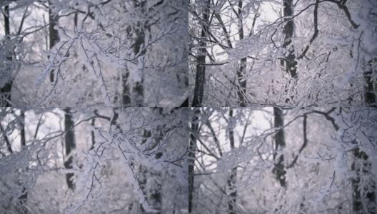冬天下雪的森林里有冰冻的树枝，在寒冷的冰冻大自然中高清在线视频素材下载