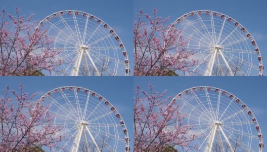 美丽的粉色樱花和粉色摩天轮与蓝色的天空背景隔离，4k时间的镜头。高清在线视频素材下载