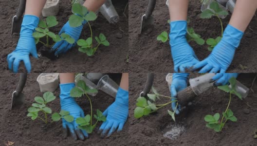 手戴手套种草莓苗高清在线视频素材下载