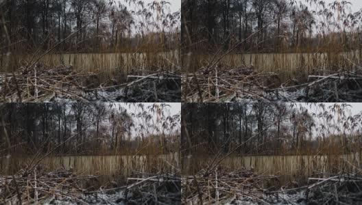 冬天的森林里，雪花飘落在湖边的芦苇上高清在线视频素材下载