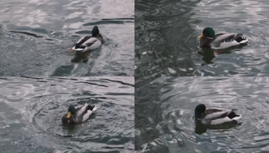 野生水禽。德雷克的特写。雄性绿头鸭潜入水中，用喙在池塘里清洗羽毛。他仰起头，用翅膀摩擦嘴部，在湖里游泳，4k高清在线视频素材下载