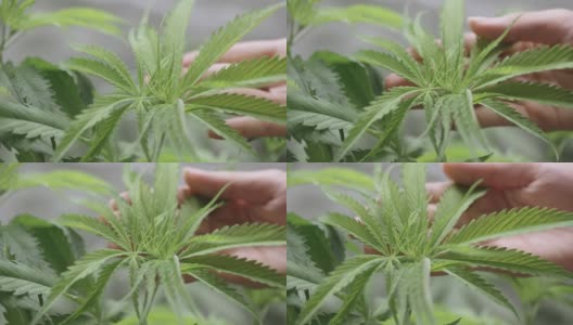 拍摄的大麻植物生长在生长帐篷在蔬菜阶段，绿色的大麻叶子，大麻在医学科学的实验。植物施肥土壤和水的PH值，照顾植物杂草高清在线视频素材下载