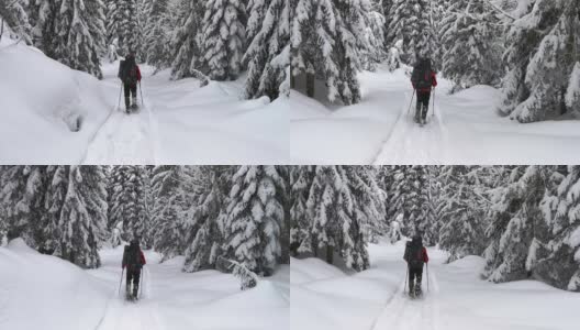 一名背着背包的游客在白雪皑皑的森林里走着。后视图。高清在线视频素材下载