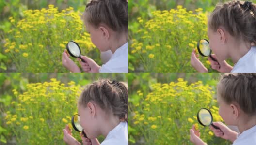 一个小女孩用放大镜看花。一个孩子用放大镜观察植物。高清在线视频素材下载