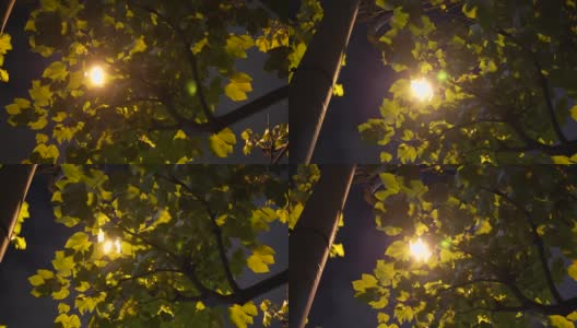 街灯和灯光穿过树叶高清在线视频素材下载