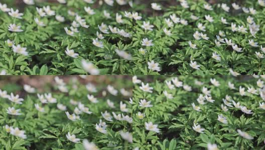 小银莲花白花特写高清在线视频素材下载