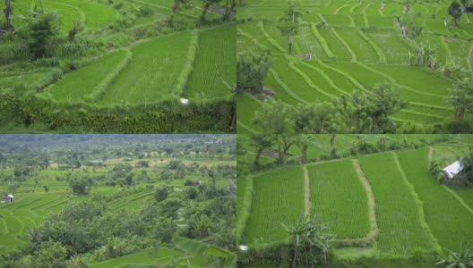 背景查看巴厘新绿色健康稻田稻田生意。农业卫生农场春季控制种植高清在线视频素材下载