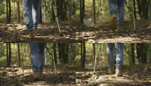 低角度:无法辨认的健康老人沿着空旷的森林小径徒步。高清在线视频素材下载