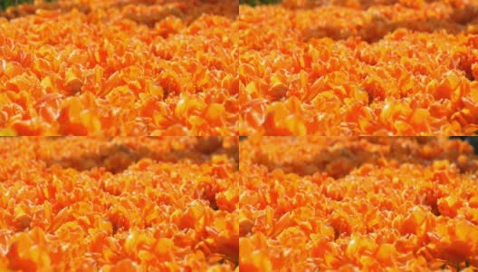 世界著名的库肯霍夫皇家公园里美丽的大橘红色郁金香组合。郁金香田近观荷兰，荷兰高清在线视频素材下载