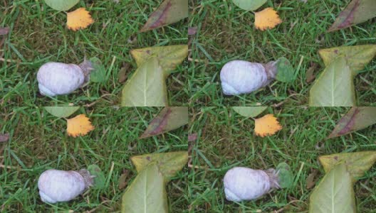 时间流逝，一只蜗牛在草地上吃一片叶子高清在线视频素材下载